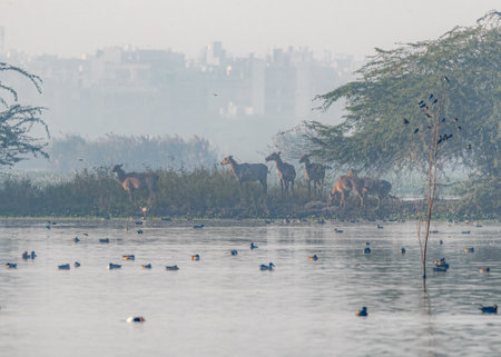 A group of Neel Gai in wet landの写真素材