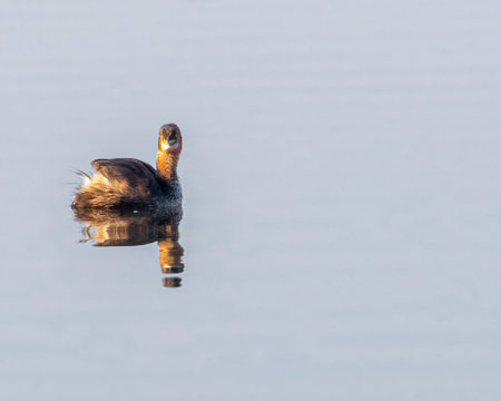 A Little Grebe looking into the cameraの写真素材