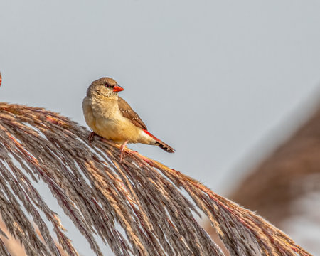 A Red Avadavat sitting on a seed plant