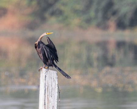 A Darter posing for a photo on a pole