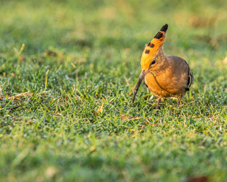 A Hoopoe roaming in ground in search of foodの写真素材