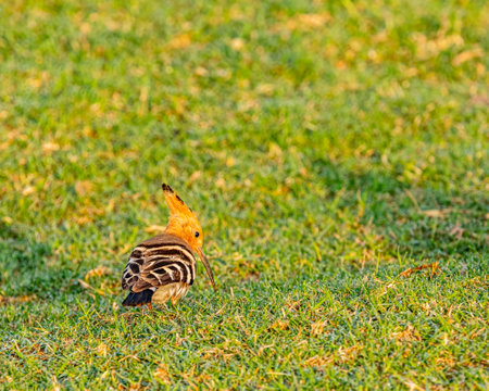 A Hoopoe in ground looking back on ground