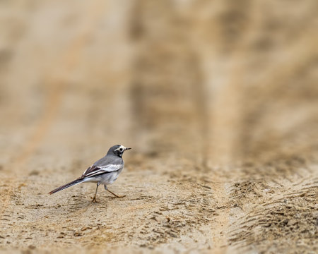 A White Wagtail roaming in ground for foodの写真素材