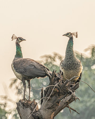 Two Peahens in communication with each otherの写真素材