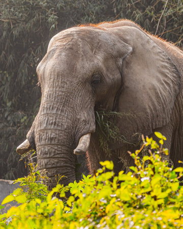An Elephant having grassの写真素材