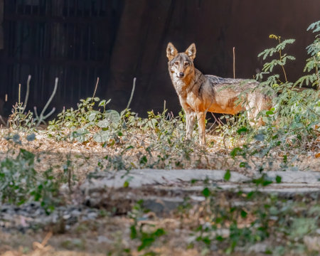 A Indian wolf looking into camera