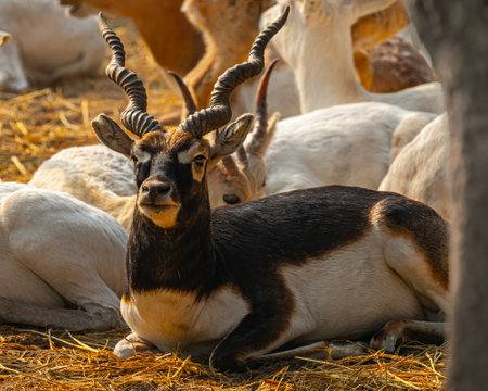 A black Buck resting on ground