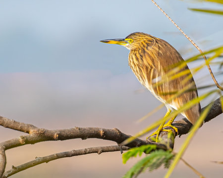 A pond heron resting on tree
