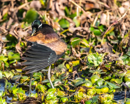 A bronze winged jacana cleaning its wing