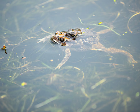 In a lake breeding frogsの写真素材