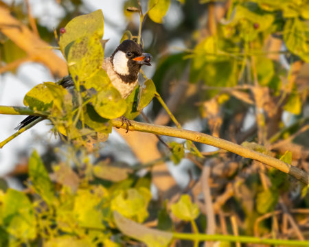 White cheek bulbul having food from treeの写真素材
