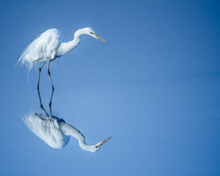 A greater egret targeting its prey in waterの写真素材