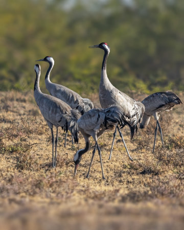 A Family of Common Cranes in forestの写真素材