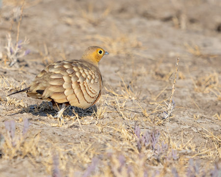 A Sand Grouse running away from cameraの写真素材