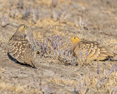A couple of sand grouse resting in a desertの写真素材