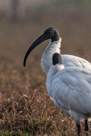 A Black Headed Ibis in a fieldの写真素材