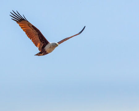 A Red backed Sea eagle flying with wing in V shapeの写真素材