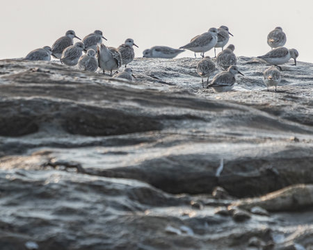A group of sanderlings on a rock in seaの写真素材