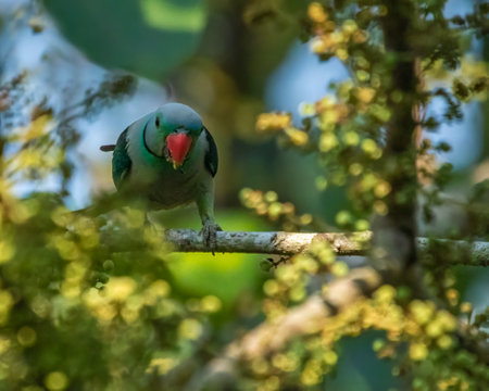 A Blue winged parakeet resting on a branch