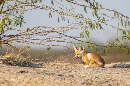 Juvenile of desert fox enjoying early sunの写真素材