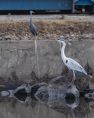 A Western reef heron in communication with grey heron in pondの写真素材
