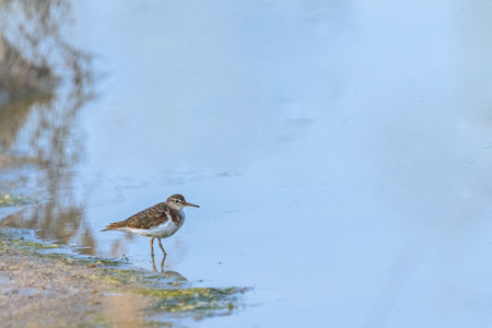 Common Sandpiper near a pond looking for foodの写真素材