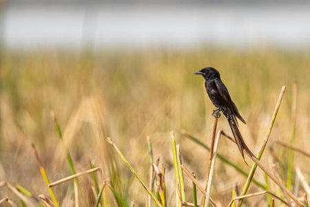 A Drango resting over a dry grassの写真素材
