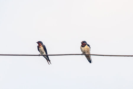 A pair of barn swallow on a wireの写真素材
