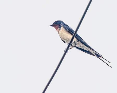 A Barn Swallow on a wireの写真素材