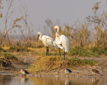 A Pair of spoon billed resting in a lakeの写真素材