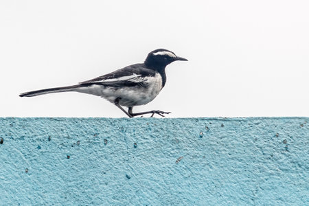 A White wagtail on a wallの写真素材