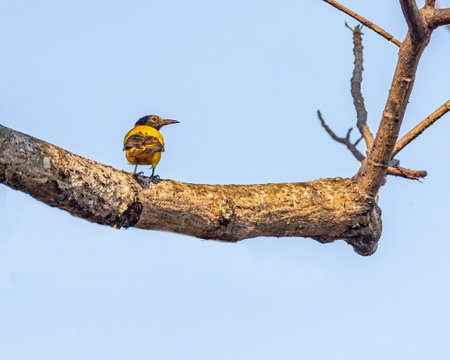 A Black headed oriole shoulder shot