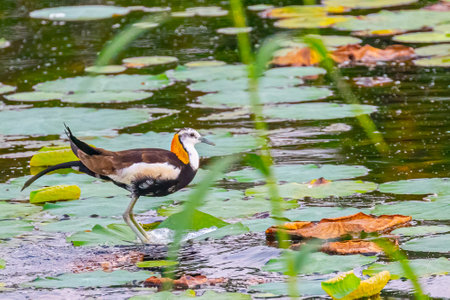 Portrait of a Pheasant tailed Jacanaの写真素材