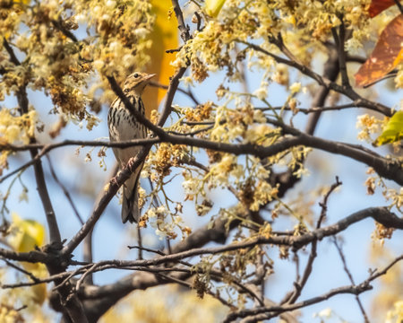 A Olive backed pipit resting on a treeの写真素材