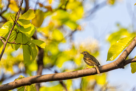 A Olive Backed pipit looking up in a treeの写真素材