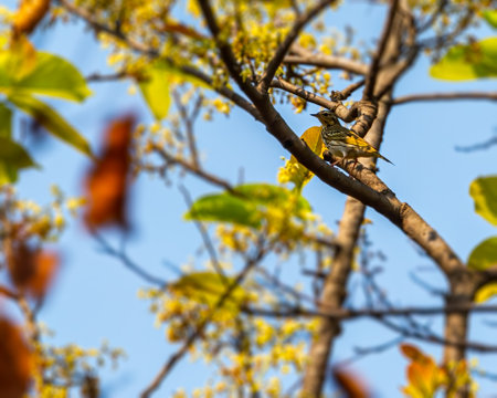 A Olive backed pipit on a treeの写真素材