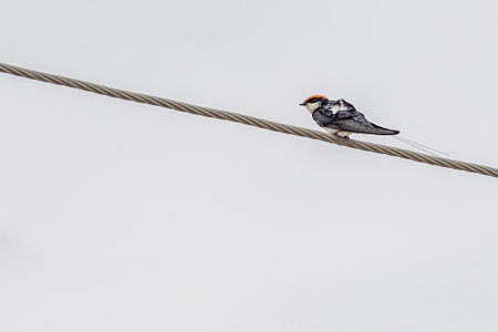 A Wire Tail Swallow resting on a wire