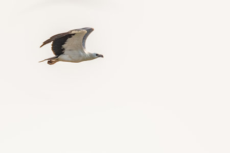 A White bellied eagle in flight in skyの写真素材