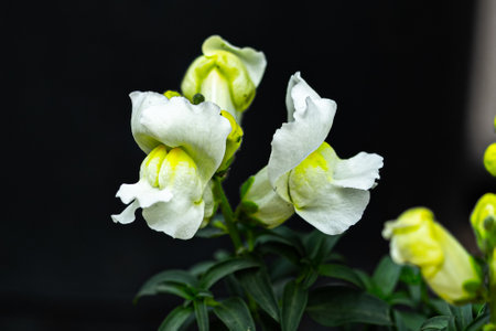 A bunch of Snapdragon flower blooming in gardenの写真素材