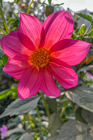 A Pink Dahlia in back light