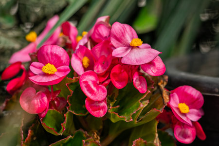 A Bunch of wax begonia flowers in potの写真素材