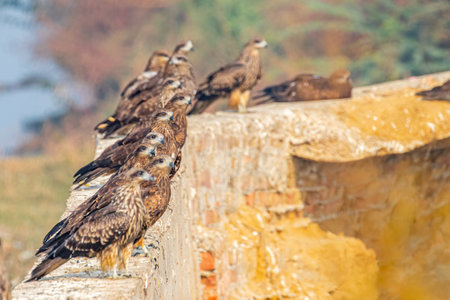 A Flock of Black Kites Lined up on a wallの写真素材