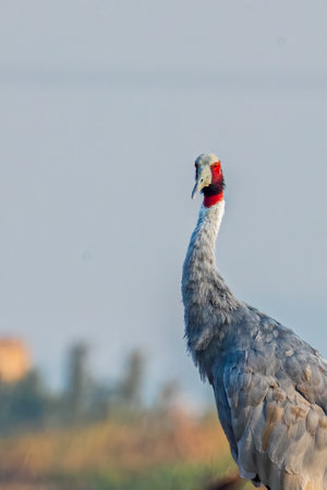 A Sarus Crane looking into Cameraの写真素材