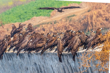 A Flock of Black Kite on a wallの写真素材