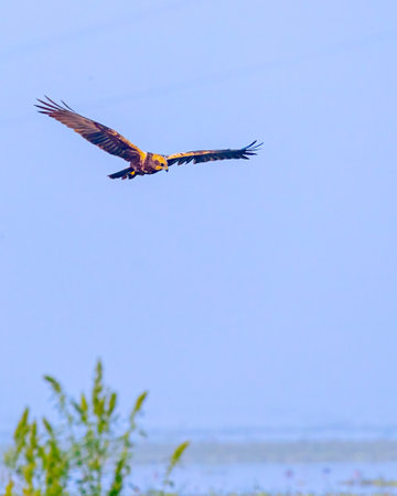 A Marsh harrier in flight over wet landの写真素材