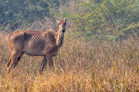 A Neelgai in a forestの写真素材