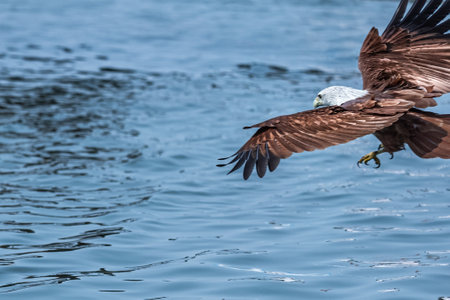 A Brahminy Kite flying over a seaの写真素材