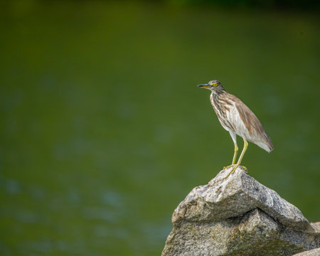 A pond heron resting on a rockの写真素材