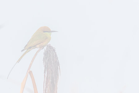 A pin tail Green Bee Eater resting on a dry grass on a foggy dayの写真素材