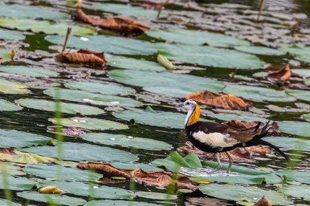A Pheasant tailed Jacana posing for portraitの写真素材